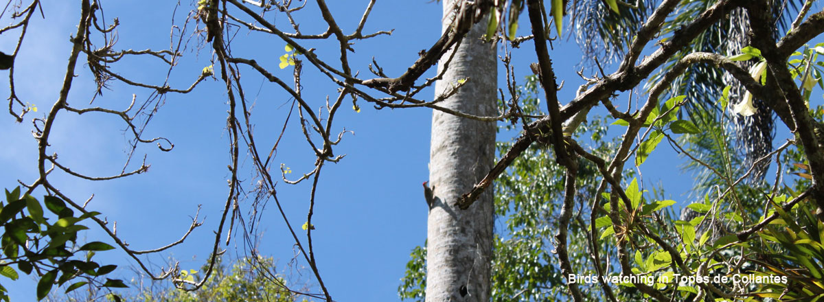 carpintero bird, Topes de Collantes, central Cuba