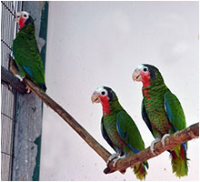 Cuban parrot Zoo National Cuba