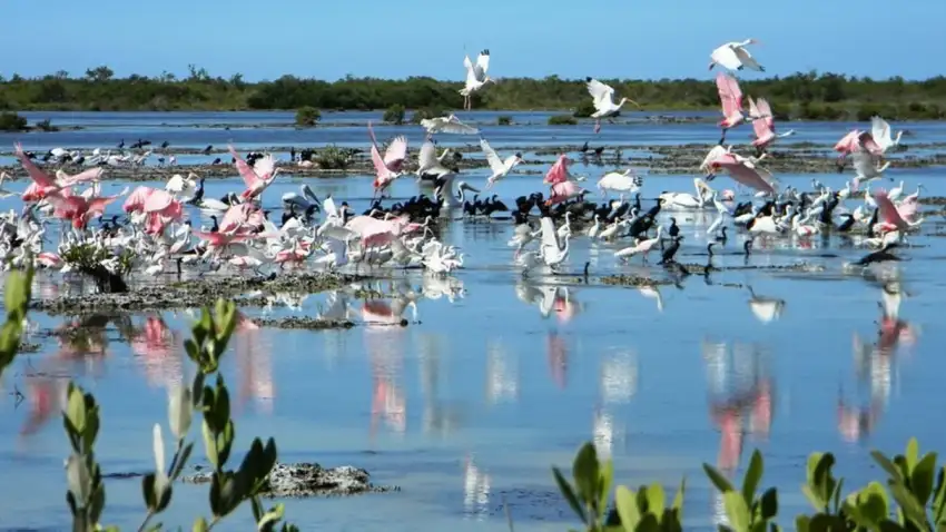 Endemic birdwatching and wildlife safari in Zapata Swamp